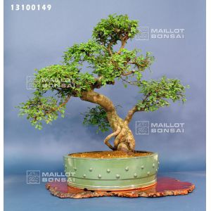 ulmus-parvifolia-ref-13100149