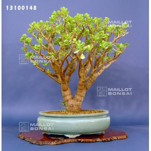 crassula-ovata-bonsai-ref-13100148