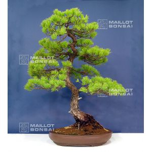 pinus-pentaphylla-bonsai-ref-1201151