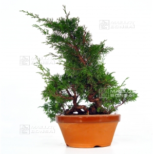 vendu-juniperus-chinensis-var-itoigawa-ref-7020