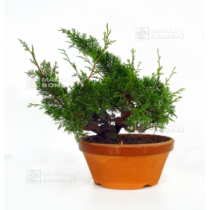 juniperus chinensis var : itoigawa ref: 7020146