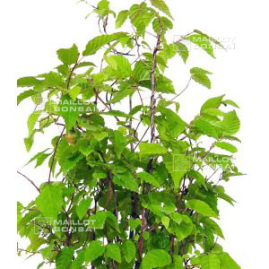 carpinus-japonica-1-plante-godet