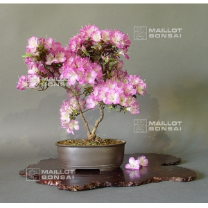 vendu-rhododendron-l-mangetsu-ref-22050159