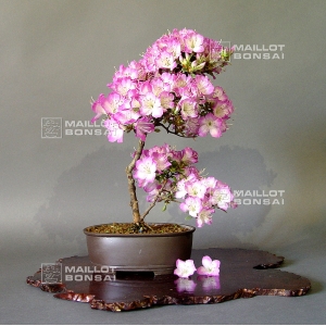 vendu-rhododendron-l-mangetsu-ref-220501510