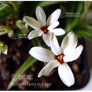 rhodoxis hybrida "hebron farm red eyes" pot 1,4