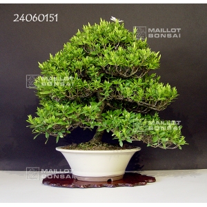 vendu-gardenia-jasminoides-ref-24060151