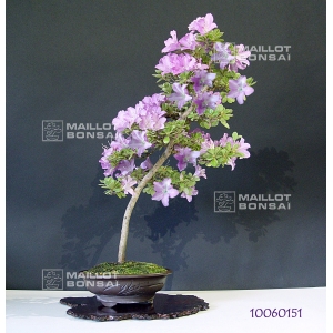 vendu-rhododendron-kumpu-ref-10060151
