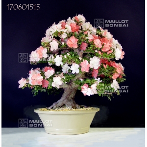 rhododendron-hanazono-170601515