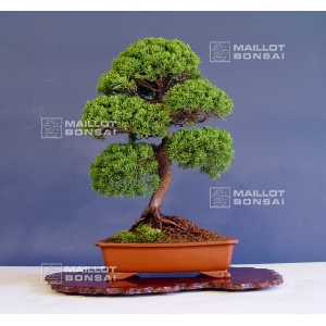 VENDU juniperus chinensis itoigawa ref :05040155