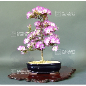rhododendron l. mangetsu ref :220501530