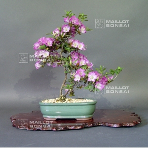 vendurhododendron-l-mangetsu-ref-220501531