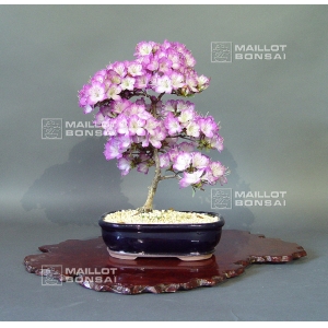vendu-rhododendron-l-mangetsu-ref-220501533
