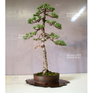 vendu-pinus-pentaphylla-ref-14090153