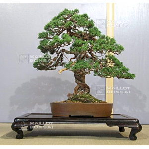 vendu-juniperus-chinensis-itoigawa-ref-11090151