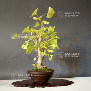 ginkgo-biloba-bonsai-ref-23090156