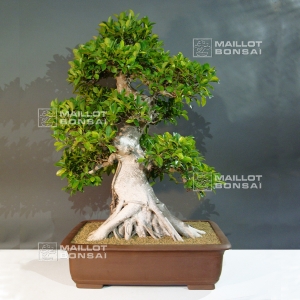 ficus-retusa-bonsai-ref-230901519