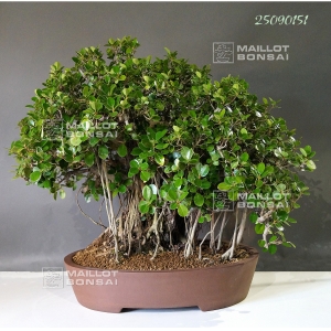 VENDU ficus formosana bonsai ref : 25090151