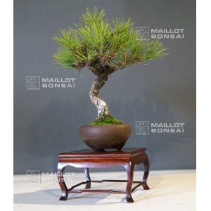 pinus-thunbergii-bonsai-ref-28090152