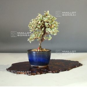 cotoneaster-m-variegata-mini-bonsai-ref-2109015