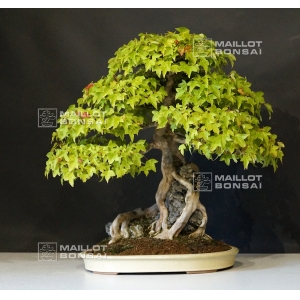 acer buergerianum ref: 15040154