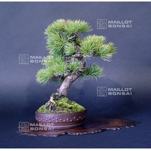 pinus-pentaphylla-bonsai-ref-15040152