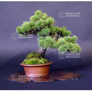 pinus-pentaphylla-bonsai-ref-15040153