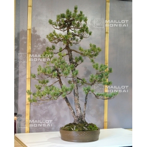 pinus-pentaphylla-bonsai-ref-300901515