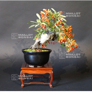 Pyracantha angustifolia ref:30090153