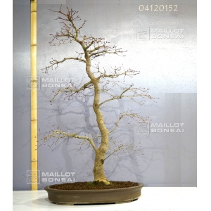 acer-palmatum-deshojo-bonsai-ref-04120152