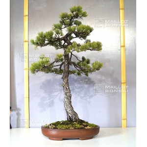 pinus-pentaphylla-bonsai-ref-12040153