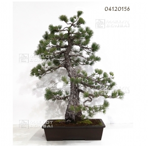 pinus-pentaphylla-bonsai-ref-04120156