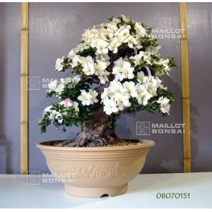 rhododendron-kaho-bonsai-ref-08070151