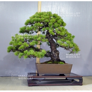 pinus-pentaphylla-bonsai-ref-10040157