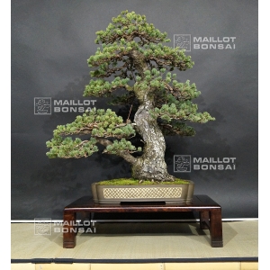 VENDU Pinus pentaphylla zuisho ref: 10040155