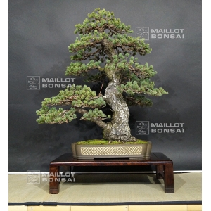 Pinus pentaphylla zuisho ref: 10040155
