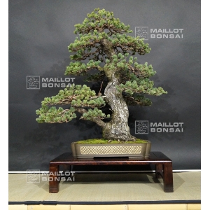 vendu-pinus-pentaphylla-zuisho-ref-10040155