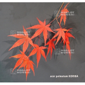 acer-amoenum-seeds-koriba