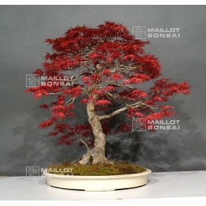 acer-palmatum-seigen-bonsai-ref-08020164