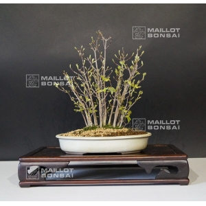 acer-buergerianum-miyasama-bonsai-ref-24020162