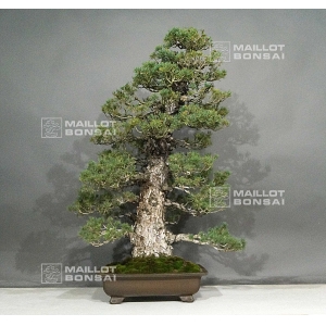 pinus-pentaphylla-kokonoe-bonsai-ref-22020162