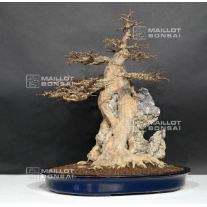 acer-buergerianum-bonsai-ref-02030162