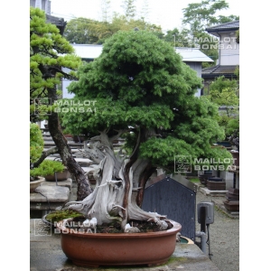 Ecole française de bonsai Me Nishikawa