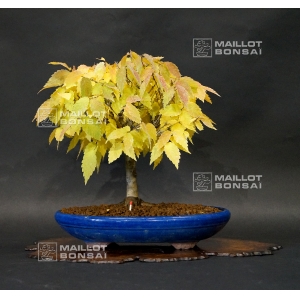 Zelkova serrata ref :24100163