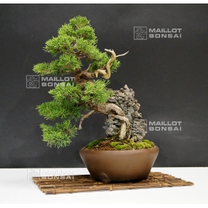 vendu-juniperus-chinensis-itoigawa-ref-241001614