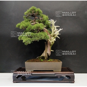 VENDU juniperus chinensis itoigawa ref 26100162