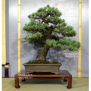 pinus-pentaphylla-bonsai-ref-8100163