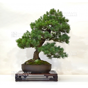 vendu Pinus pentaphylla ref: 21100161