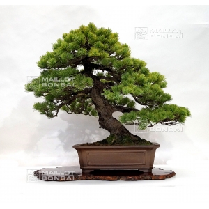 VENDU Pinus pentaphylla ref: 19100163