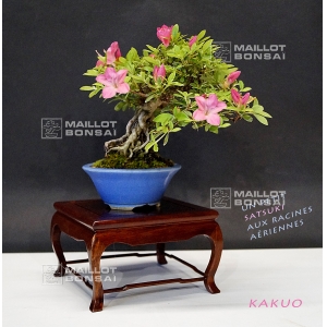 VENDU Rhododendron variété kakuo ref:24050174