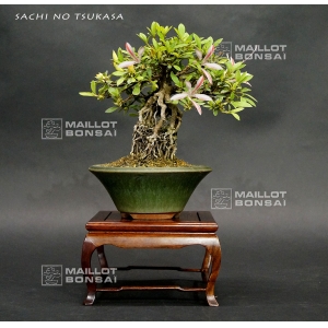 rhododendron-variete-sachi-no-tsukasa-ref-24050171